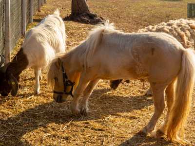 ...del pony Tot�...